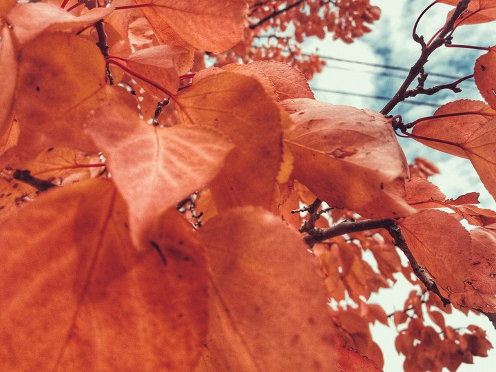 Autumn