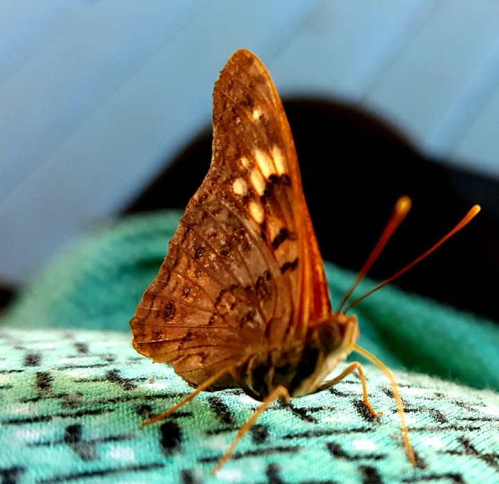 Curious Moth