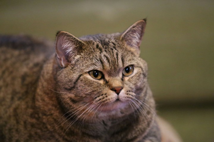 my cat Fomka
