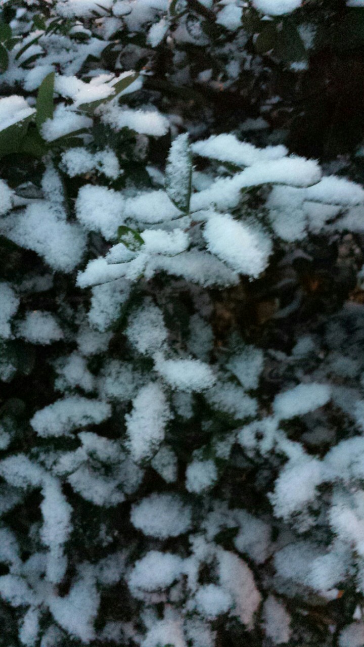 neve