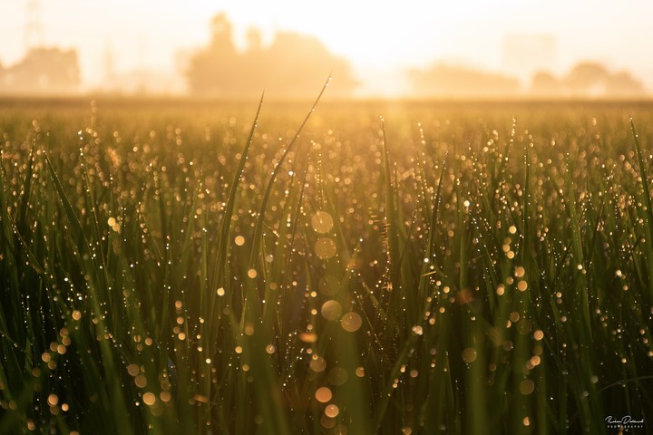 Even land has stars that twinkle in the morning