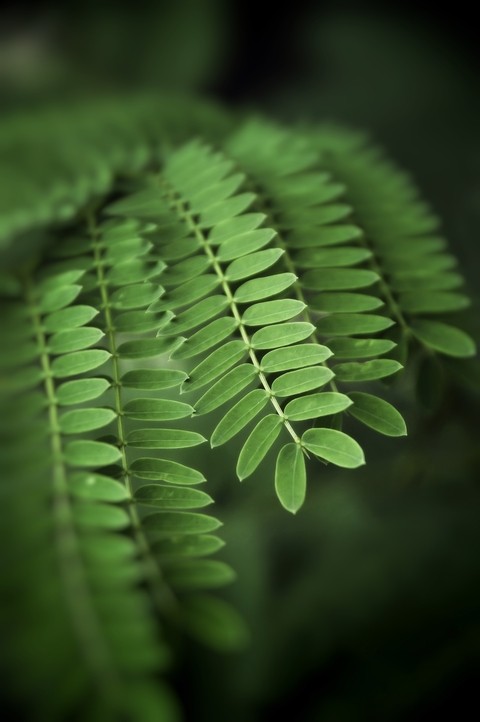 Pale Green