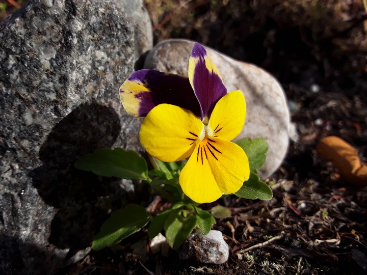 lone flower