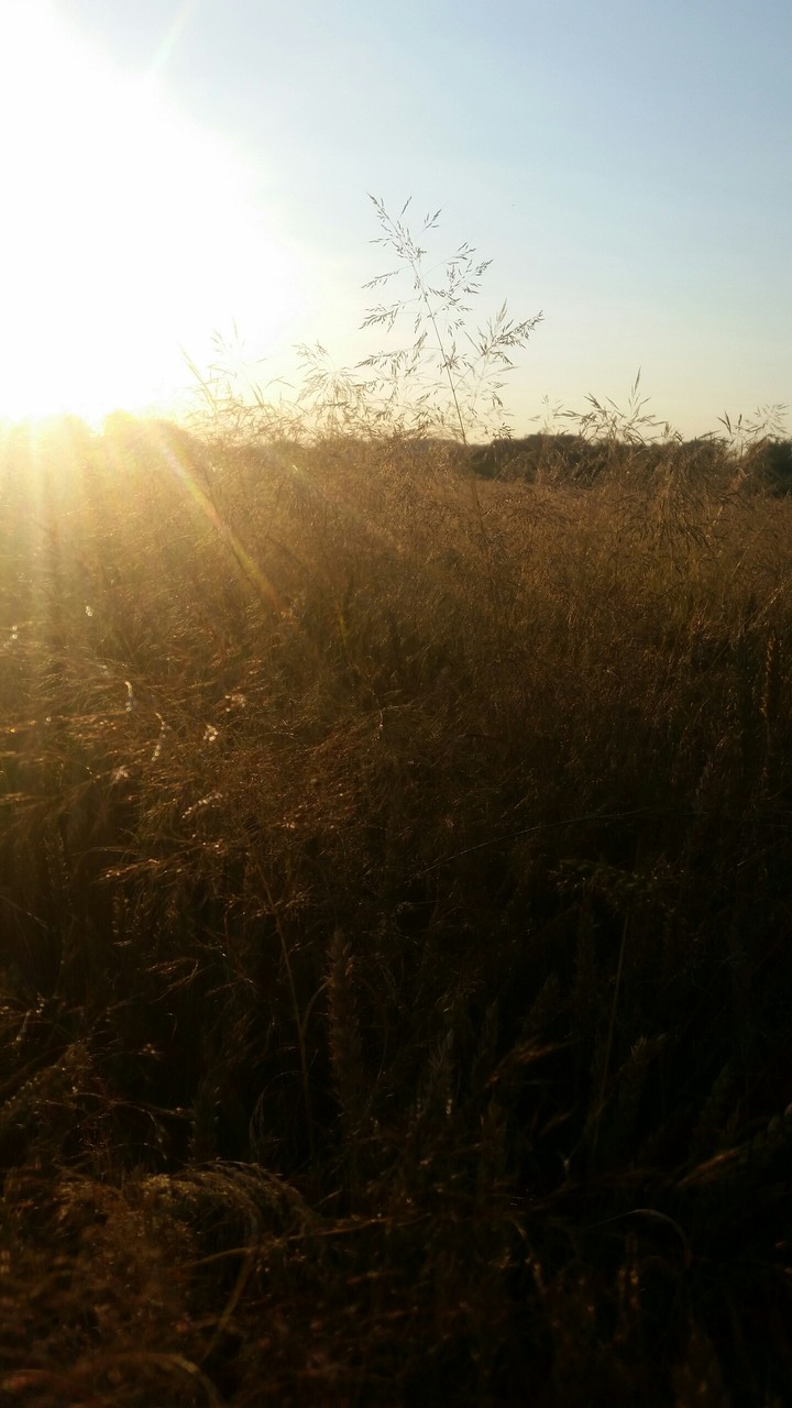 field