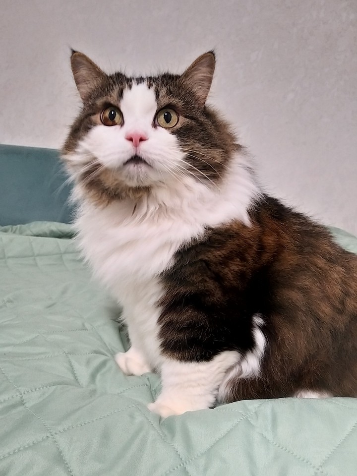 Furry green eyed beauty