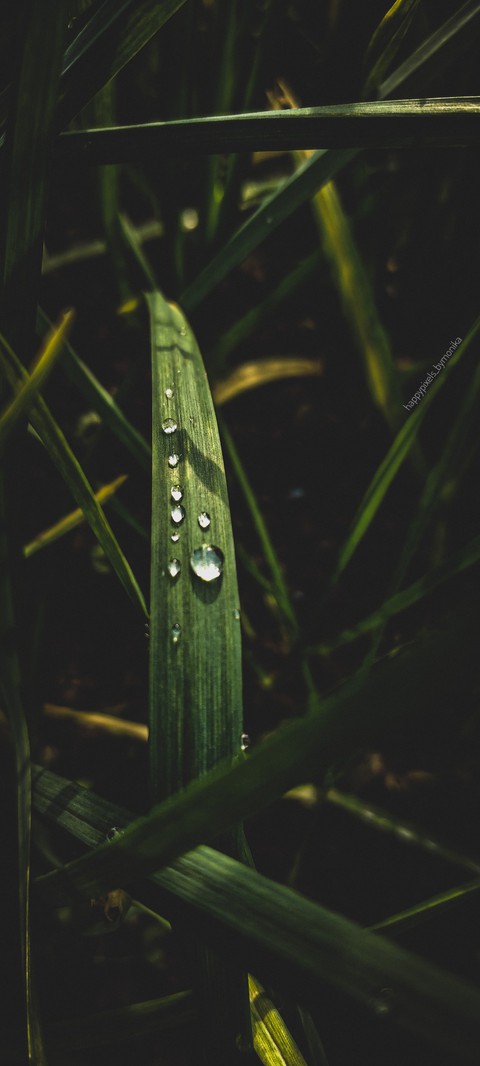 Dew Drops