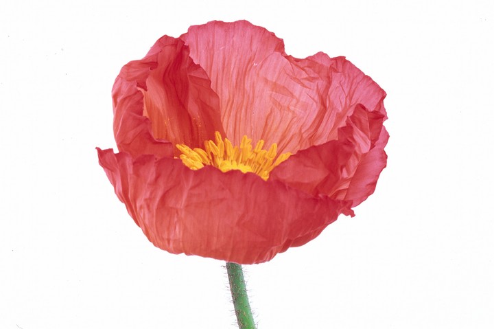 Beautiful Flowers