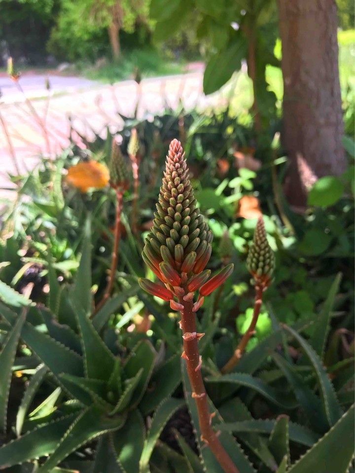 plant