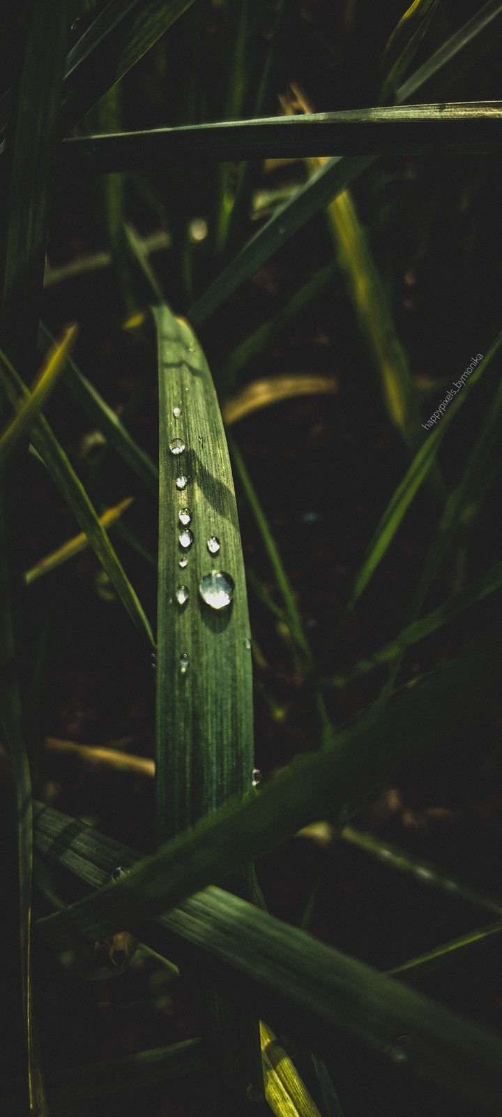 Dew Drops