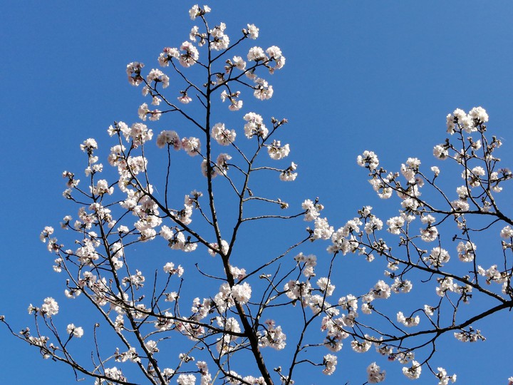 spring