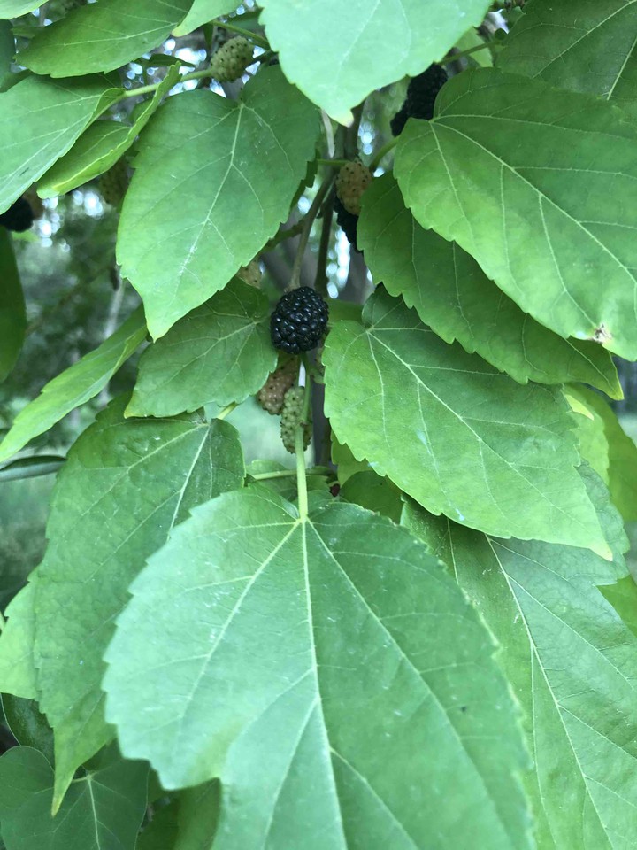 tree