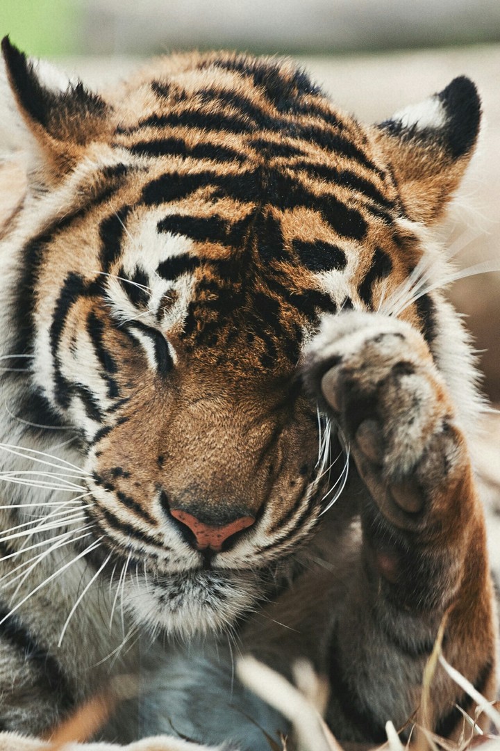 tigrrrrrrr grrrr 