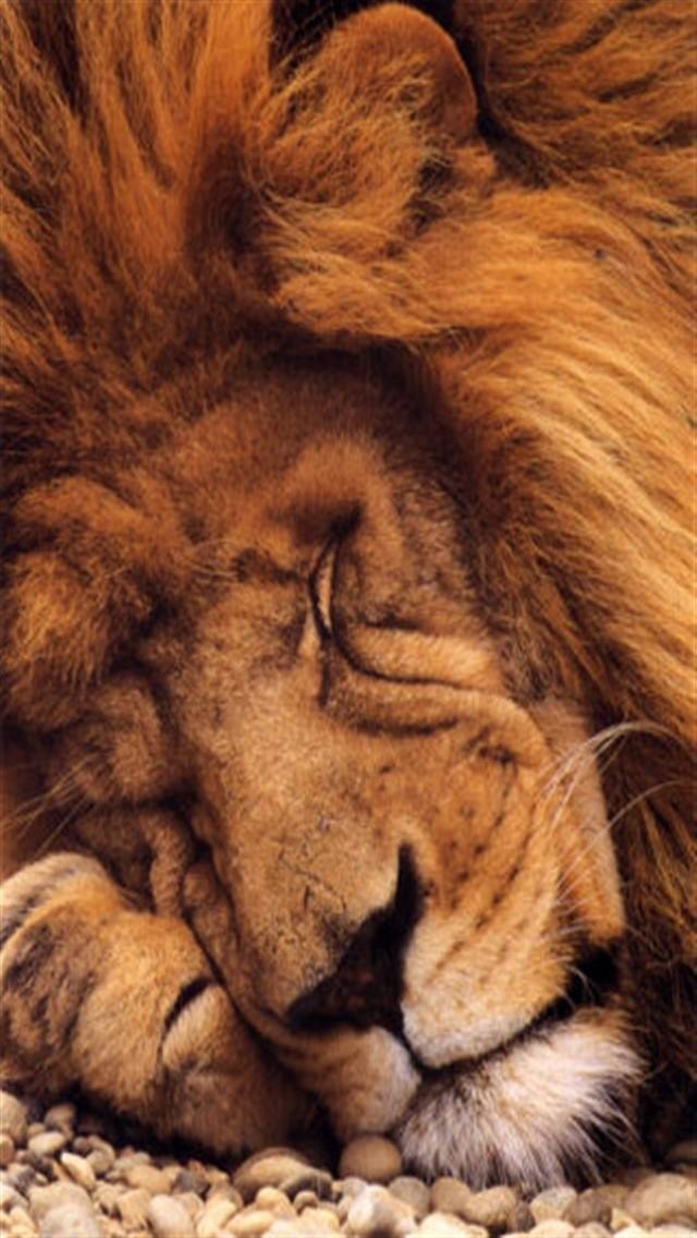 lion