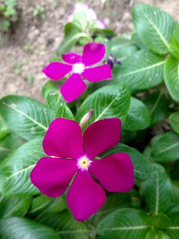 pink