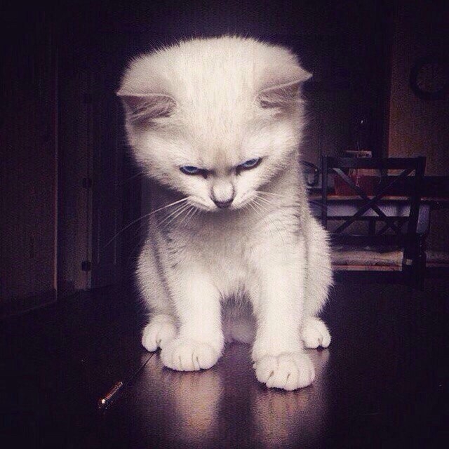 котан котик