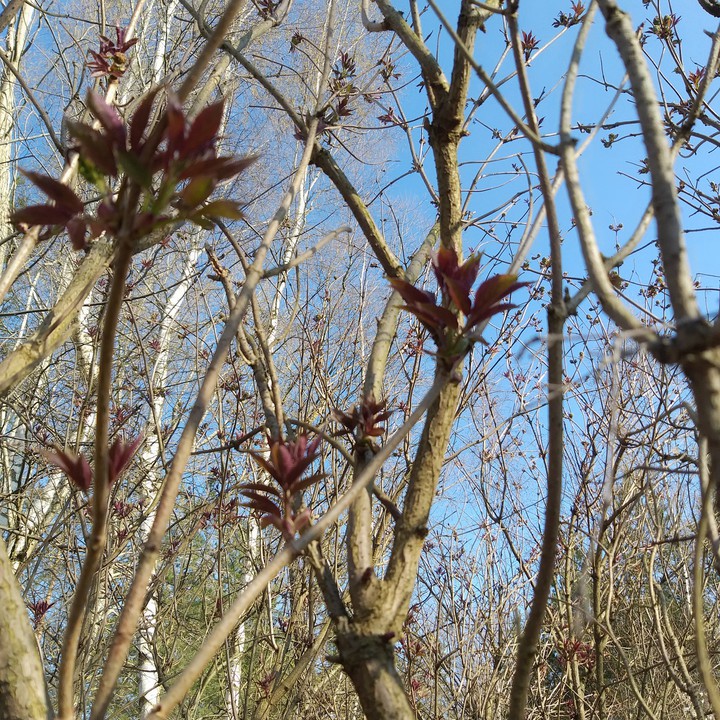 tree buds