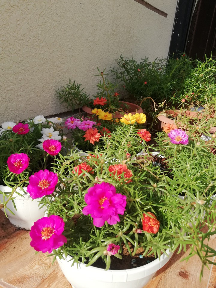 Beautiful roses