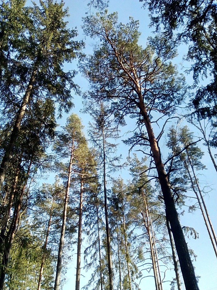 лес