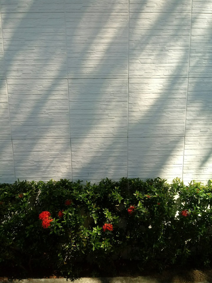 Wall