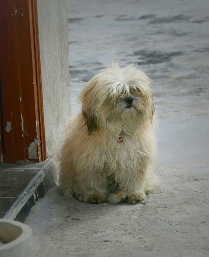 my dog