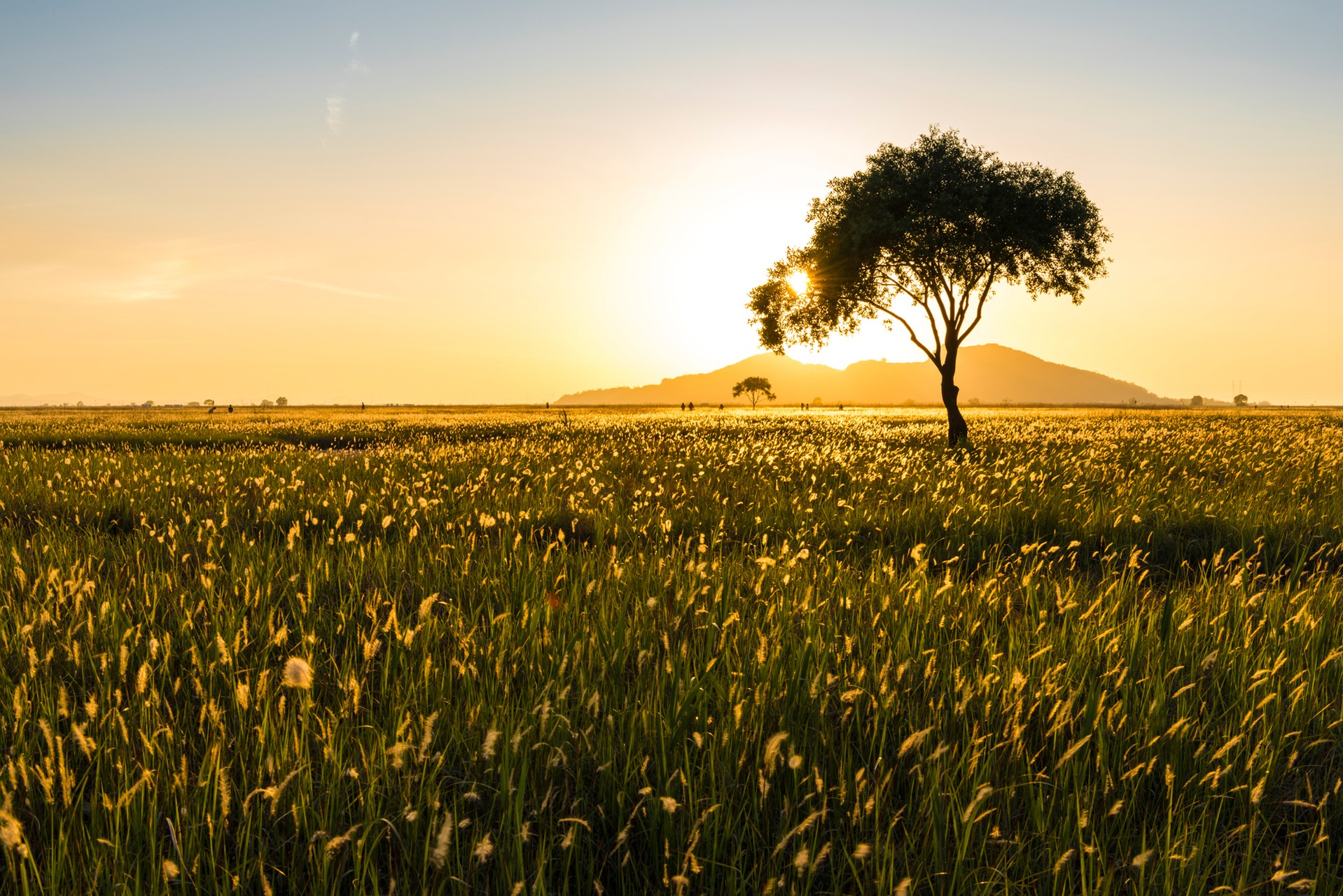 Lonely tree