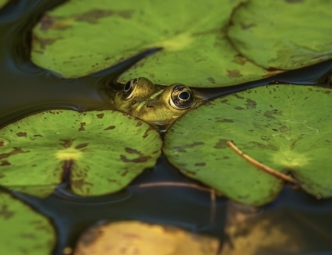 Frog