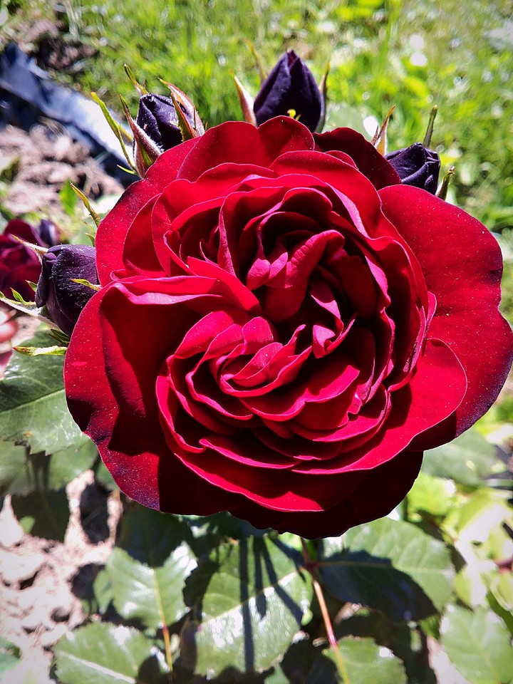 rose