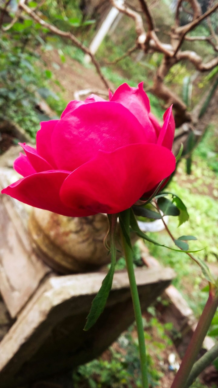 rose