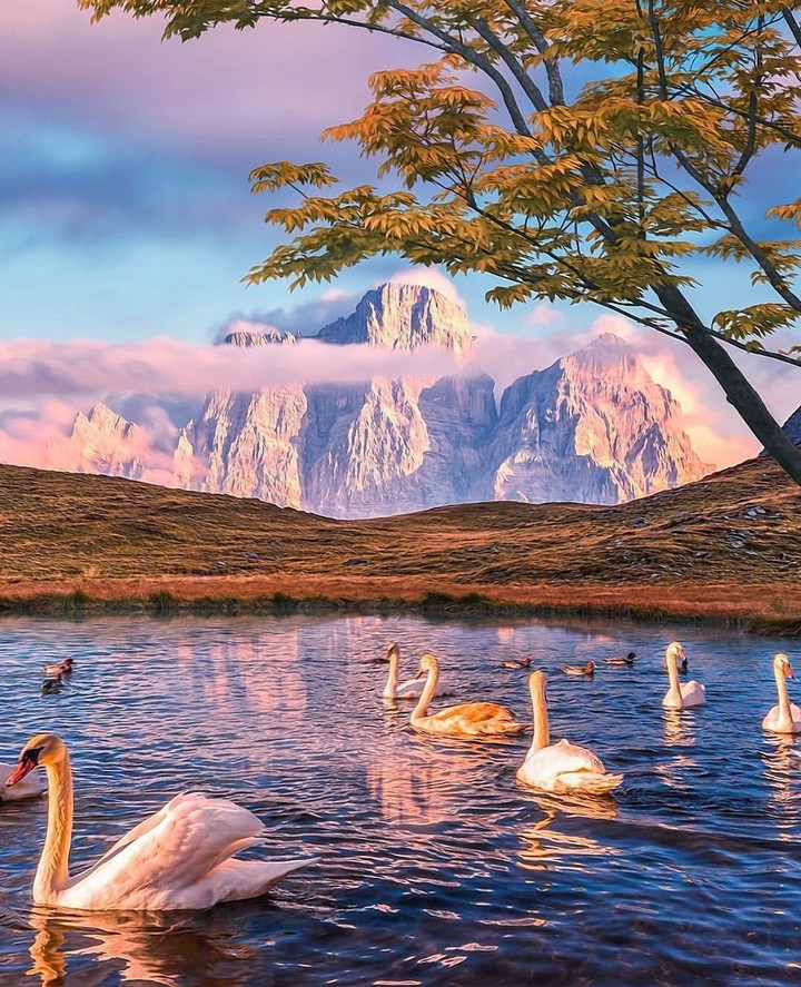 Swan