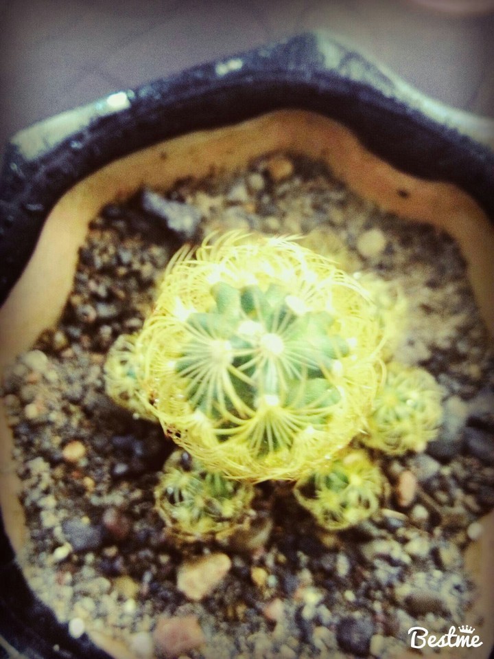 the flower