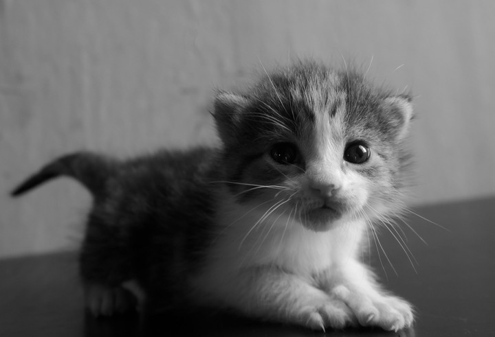 cute kitty 0003