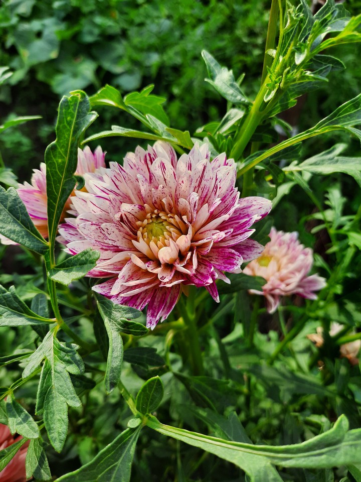 dahlias