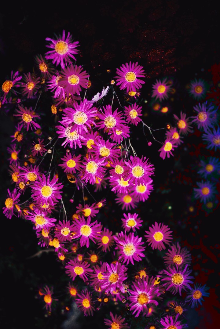 flowers