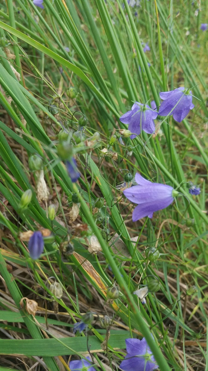 Bluebell