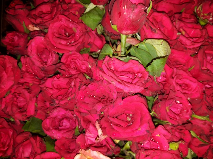 rose