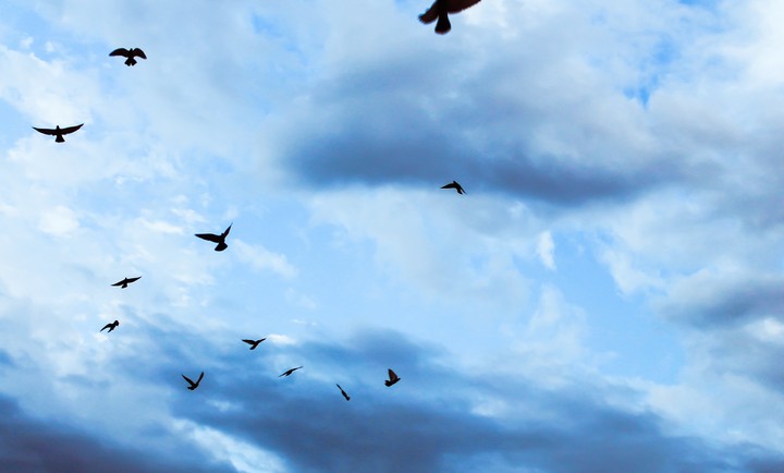 free like a bird