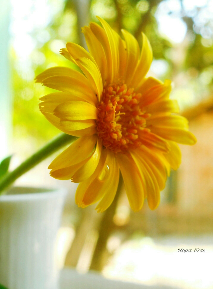 calendula