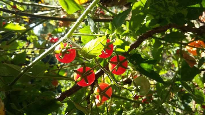 tomato