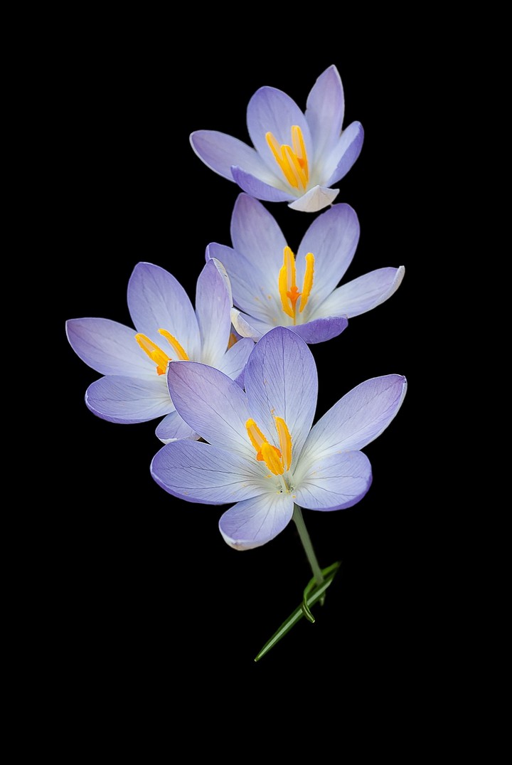 beautiful flowers