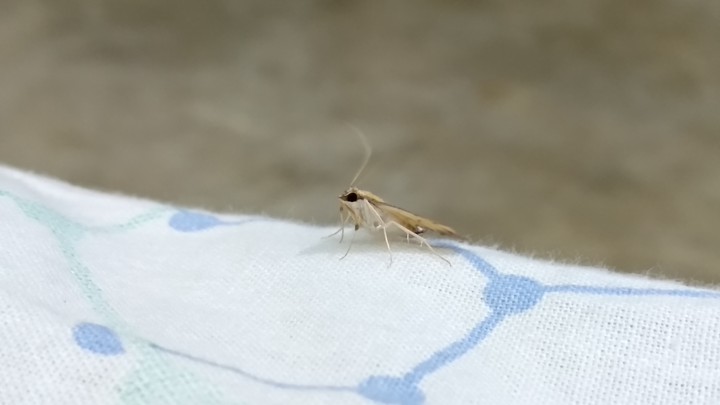 flying