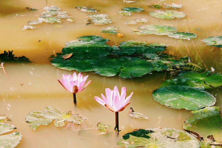 a pair of lotus