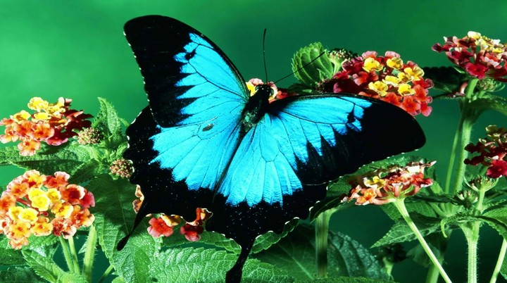 Butterfly on flowers