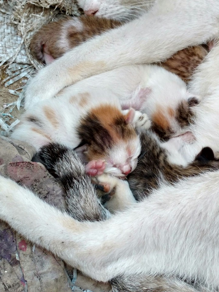 kittens
