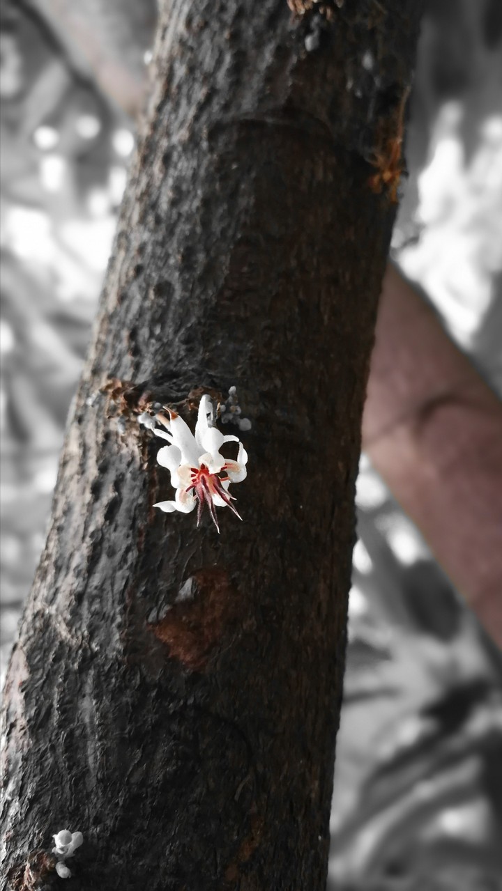 Little Flower 