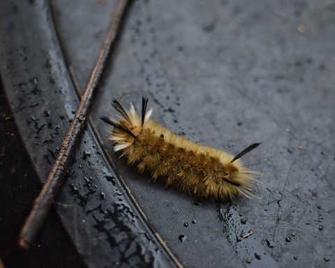 Cute Caterpillar