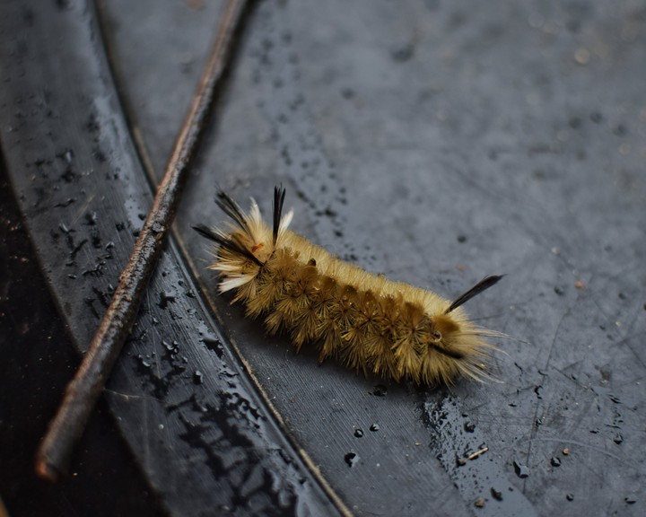 Cute Caterpillar