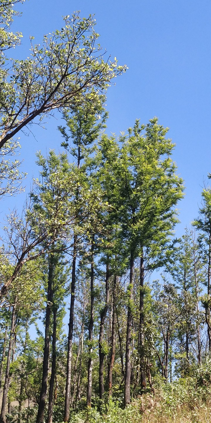 Forest trees