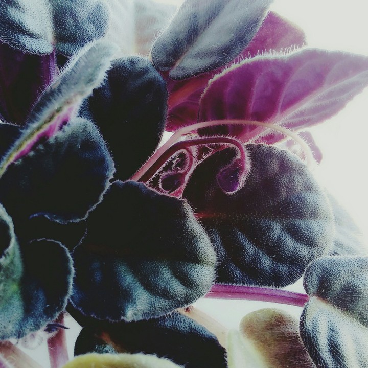 In Violette