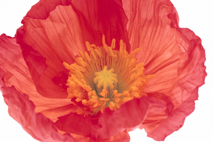 Beautiful Flowers