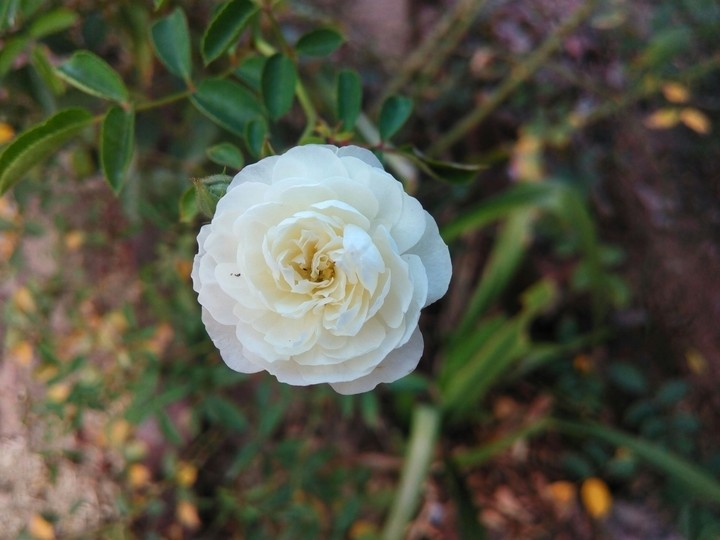 rose